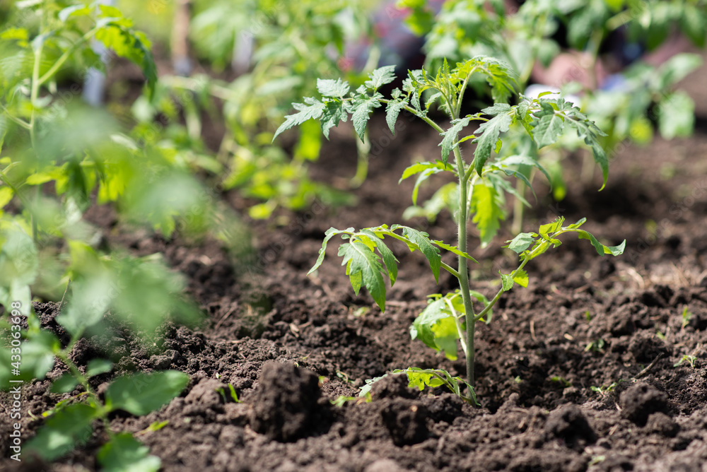 Young tomato seedlings grow in the garden in spring Young tomato seedlings grow in the garden in spring