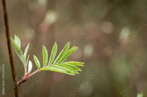 Spring branch off Rowan tree Sorbus aucuparia with green leaves on blurred natural background.