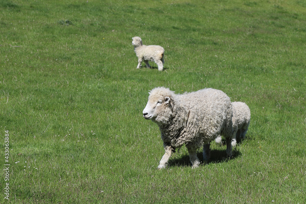 Fototapeta premium Romneyschaf / Romney sheep / Ovis.