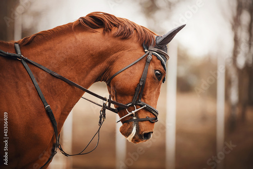 Portrait of a sorrel horse with a bridle on its muzzle and a trimmed mane, galloping on a cloudy autumn day. Equestrian sports.