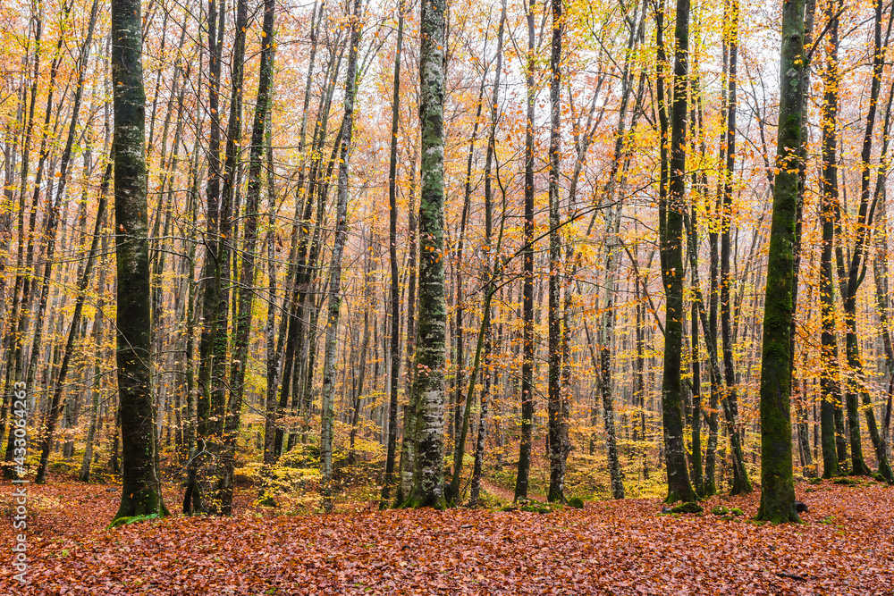 Beautiful colors of the autumn forest (Fageda d'en Jorda, Garrotxa Province, Catalonia, Spain)