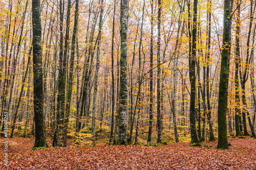 Beautiful colors of the autumn forest (Fageda d'en Jorda, Garrotxa Province, Catalonia, Spain)