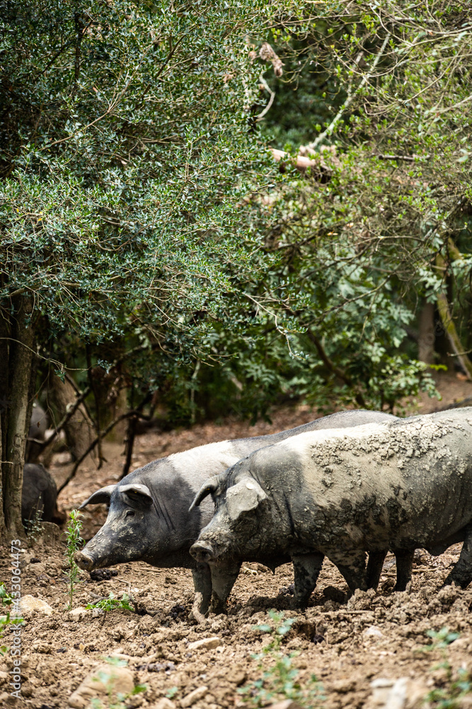 Schweine der italienischen Rasse Schweine der italienischen Rasse