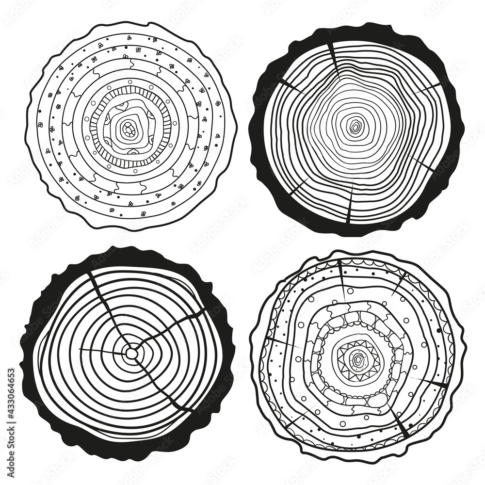 Tree rings. Cross section of the tree.Set of tree rings on isolation