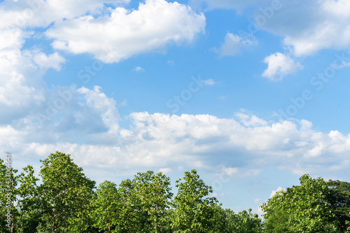 trees and blue sky ©  Mushroom House