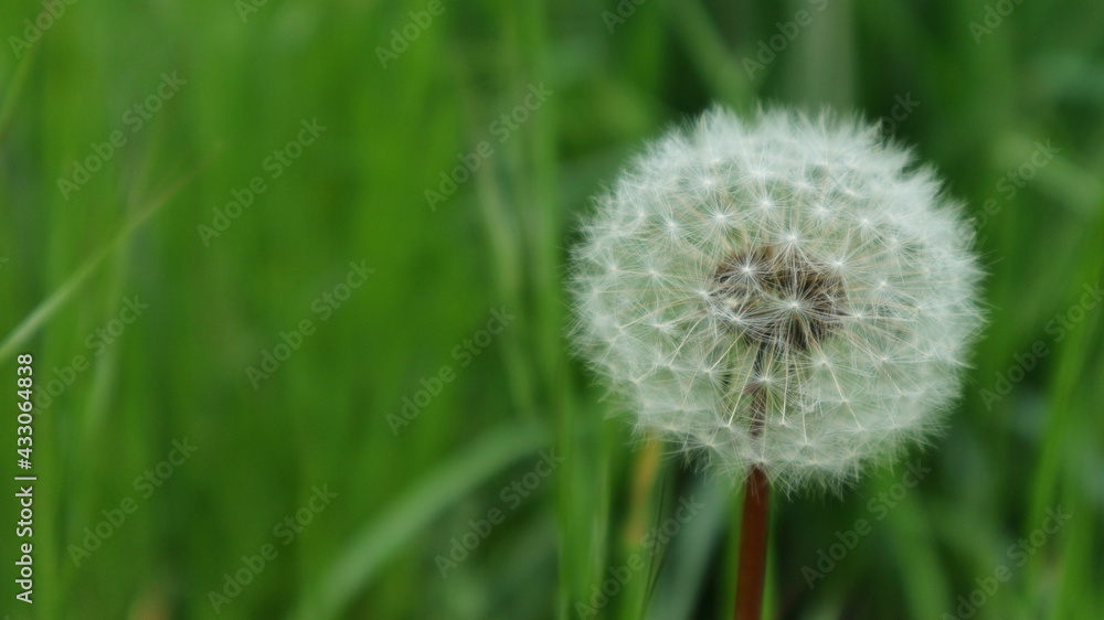 Beautiful dandelion on green grass blurred background.