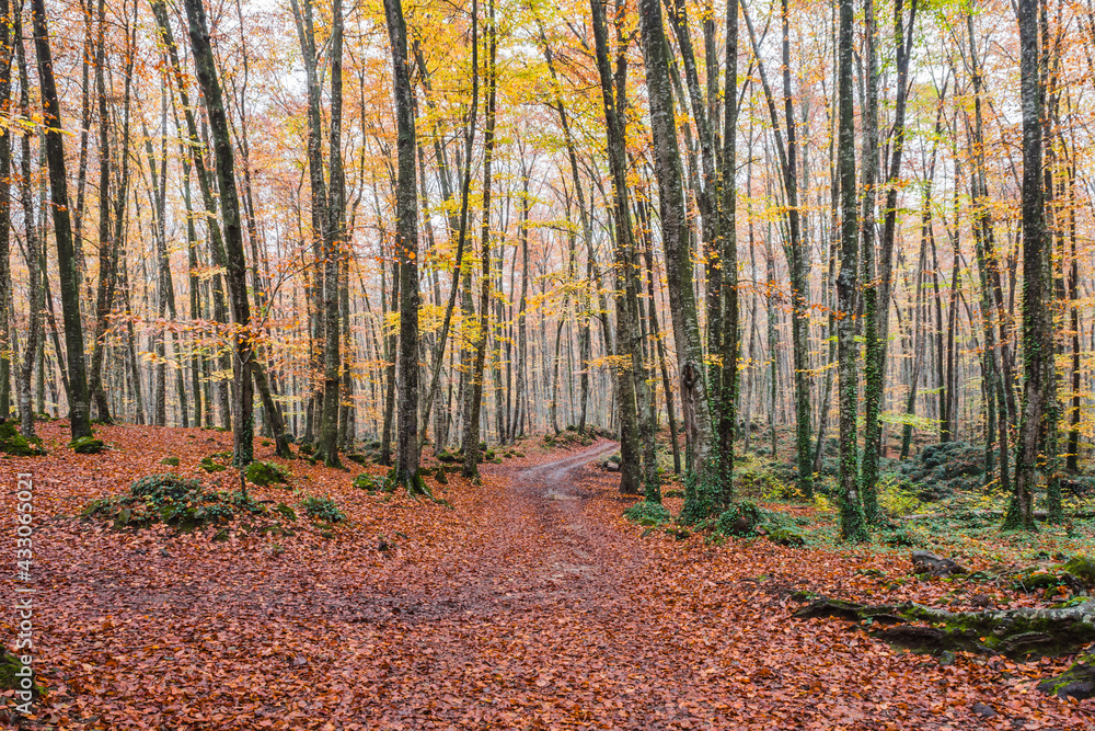 Path in autumn forest