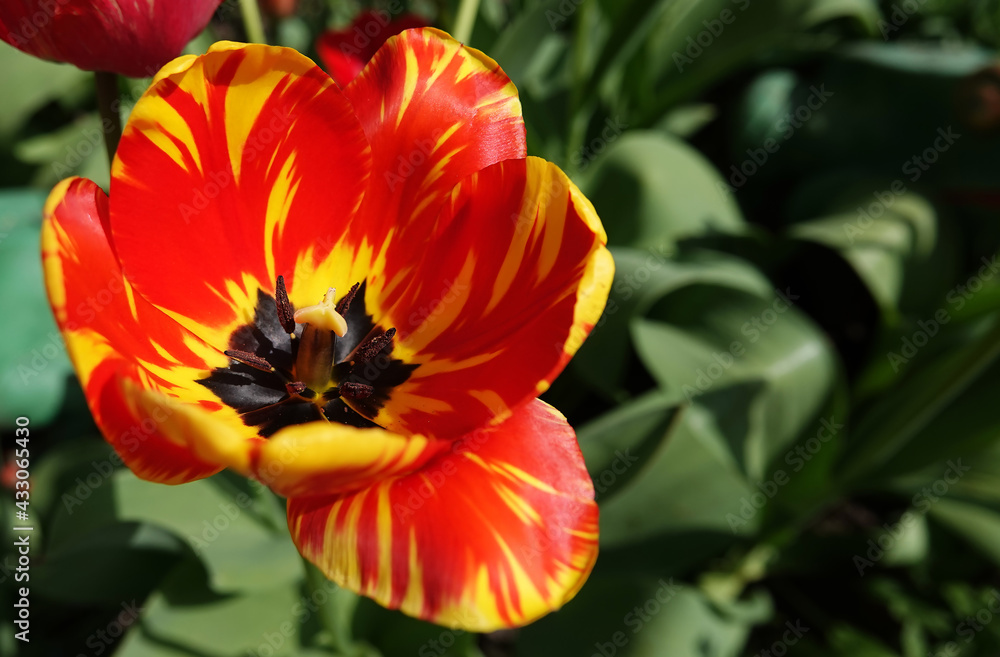 Flower tulip Flower tulip