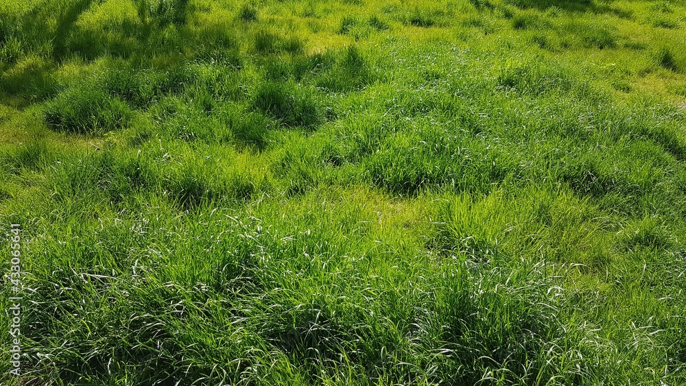 green grass field green grass field
