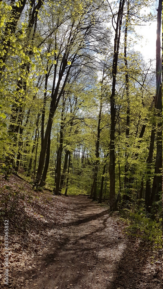 path in the forest