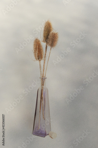 Teasle Still Life