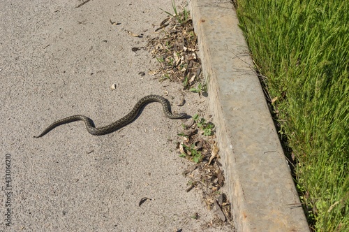 Cold-blooded viper is warming body on an asphalt and ready go to spring grass in local park in Dnipro city, Ukraine
