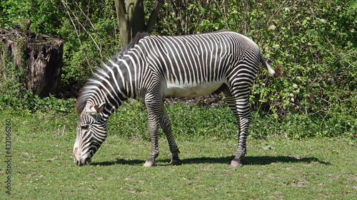 Zebra grazes on the grass