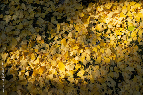 autumn leaves on the ground