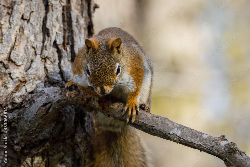 Obraz premium American Red Squirrel (Tamiasciurus hudsonicus) sitting on a tree branch during spring. Selective focus, background blur and foreground blur 