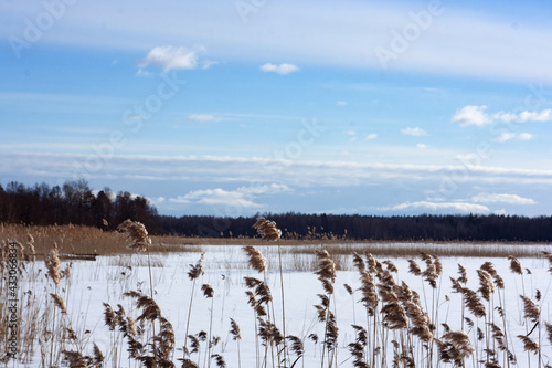winter lake and reeds