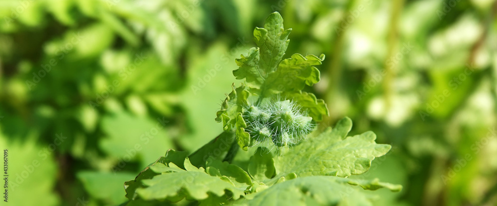Plant celandine Plant celandine