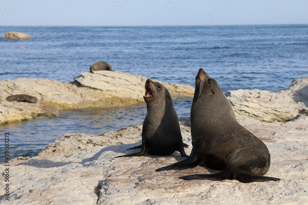 Fototapeta premium Neuseeländischer Seebär / New Zealand fur seal / Arctocephalus forsteri.