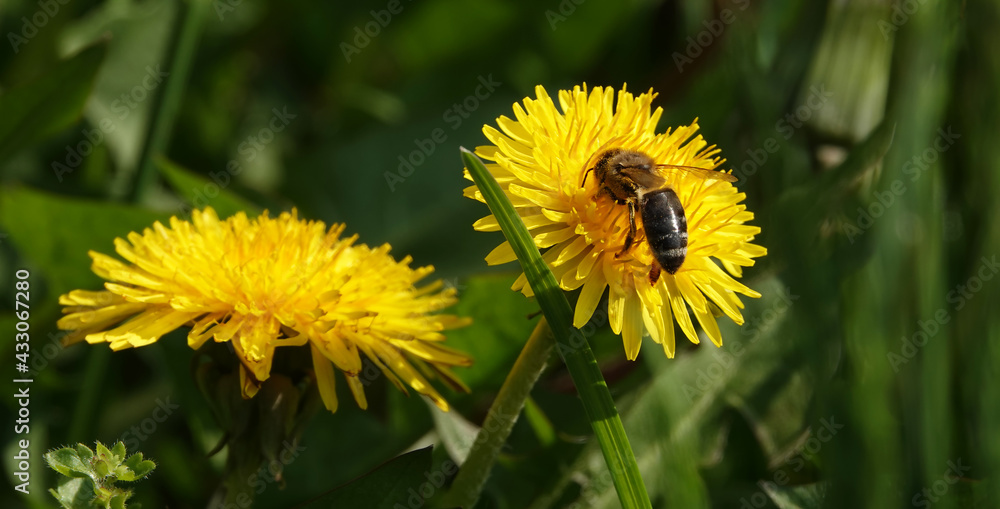 Wildflowers Dandelions Wildflowers Dandelions