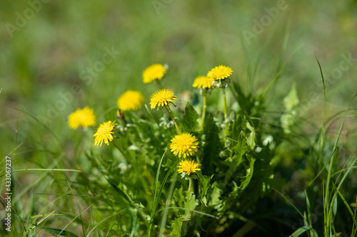Yellow dandelion in green grass