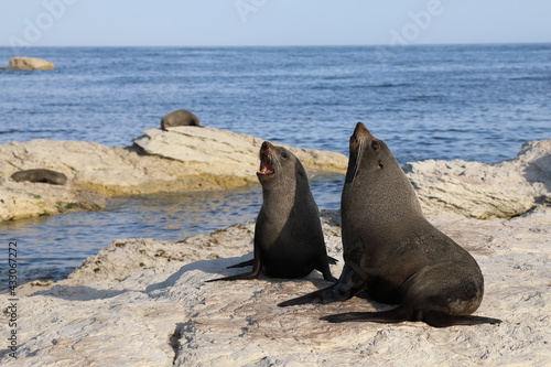 Neuseel  ndischer Seeb  r   New Zealand fur seal   Arctocephalus forsteri.