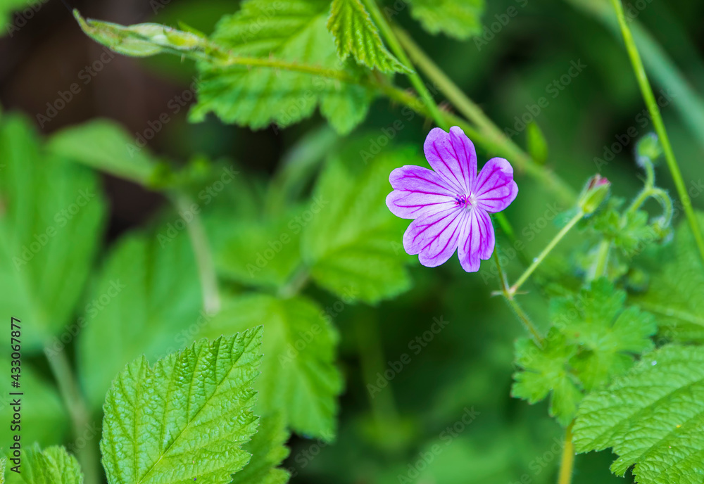 Forest geranium flower in spring