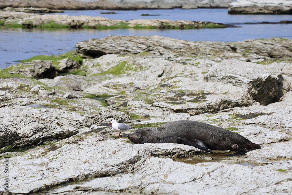 Fototapeta premium Rotschnabelmöwe und Neuseeländischer Seebär / Red-billed gull and New Zealand fur seal / Larus scopulinus et Arctocephalus forsteri