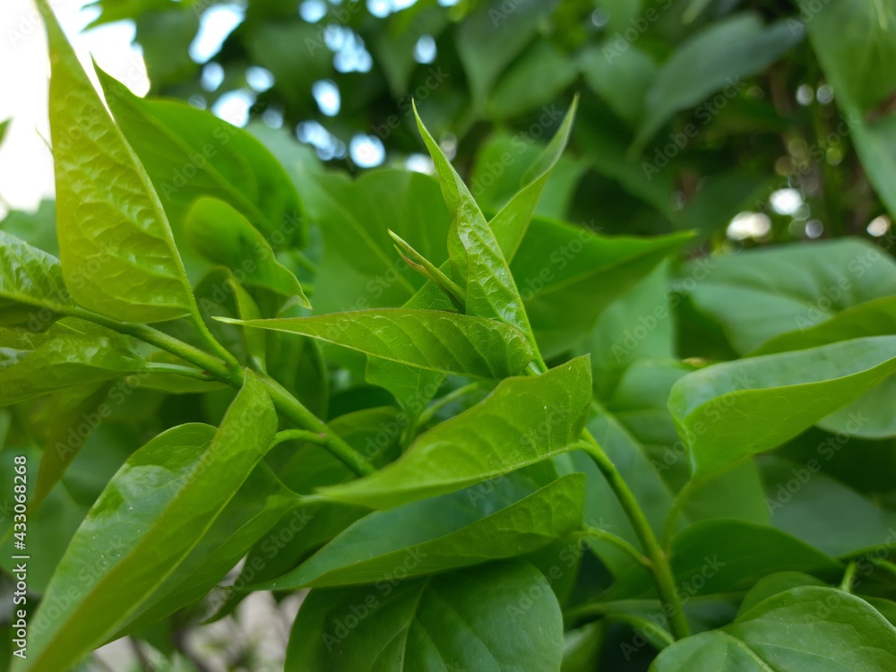 close up of a green leaf, green, plant, leaf, food, nature, leaves, fresh, garden, vegetable, salad, organic, herb, healthy, tree, growth, basil, freshness, closeup, raw close up of a green leaf, green, plant, leaf, food, nature, leaves, fresh, garden, vegetable, salad, organic, herb, healthy, tree, growth, basil, freshness, closeup, raw