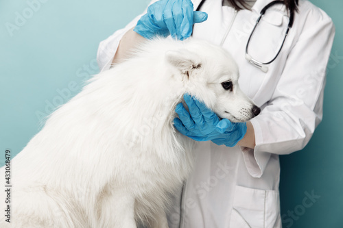 Fototapeta Naklejka Na Ścianę i Meble -  Veterinary checks the ears dog on the table in vet clinic