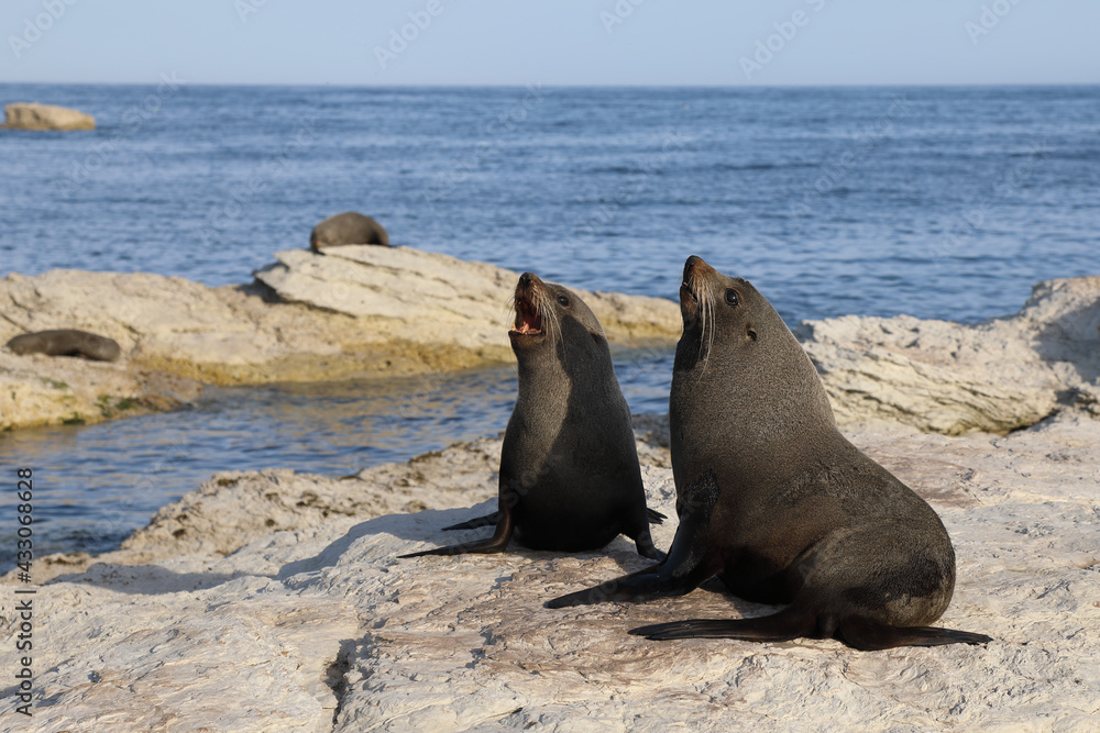 Fototapeta premium Neuseeländischer Seebär / New Zealand fur seal / Arctocephalus forsteri