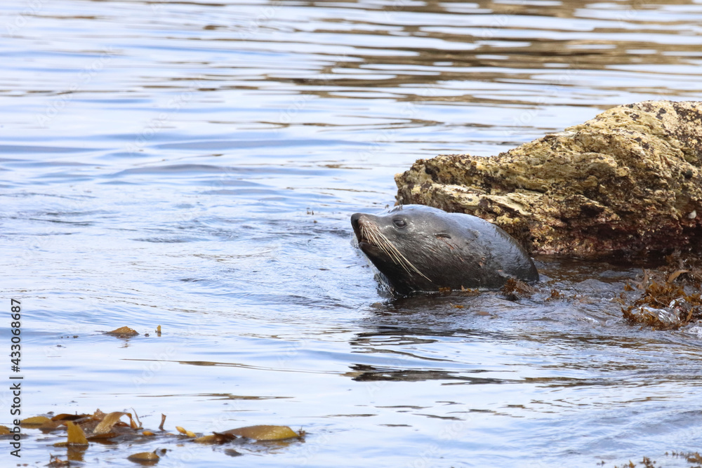 Fototapeta premium Neuseeländischer Seebär / New Zealand fur seal / Arctocephalus forsteri