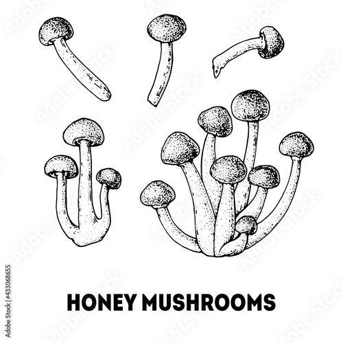 Honey mushrooms hand drawn sketch. Armillaria mushroom vector illustration. Organic healthy food. Great for packaging design. Engraved style. Black and white color.