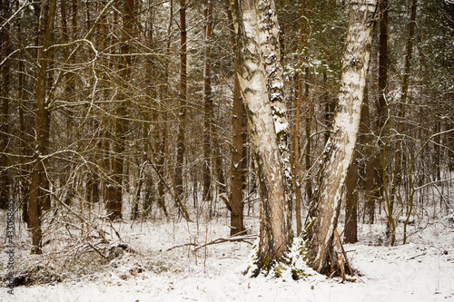 Fototapeta Naklejka Na Ścianę i Meble -  zimowe drzewa