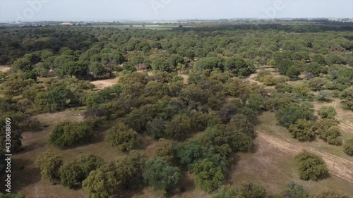 Aerial drone fly over woodland tree forest in Seville on sunny day, Spain photo