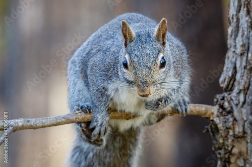 Close up of an Eastern gray squirrel (Sciurus carolinensis) in a tree during spring. Selective focus, background and foreground blur.
