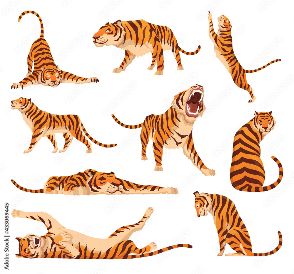 Obraz premium Collection of adult big tigers. Animals from wildlife. Big cats. Predatory mammals. Painted cartoon animals design. Flat vector illustration isolated on white background
