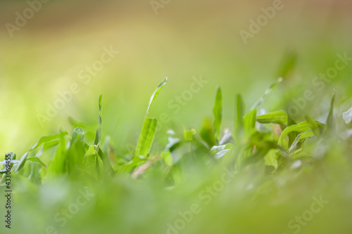 Drops of dew on green grass. Select focus and blurred background.Green nature background concep