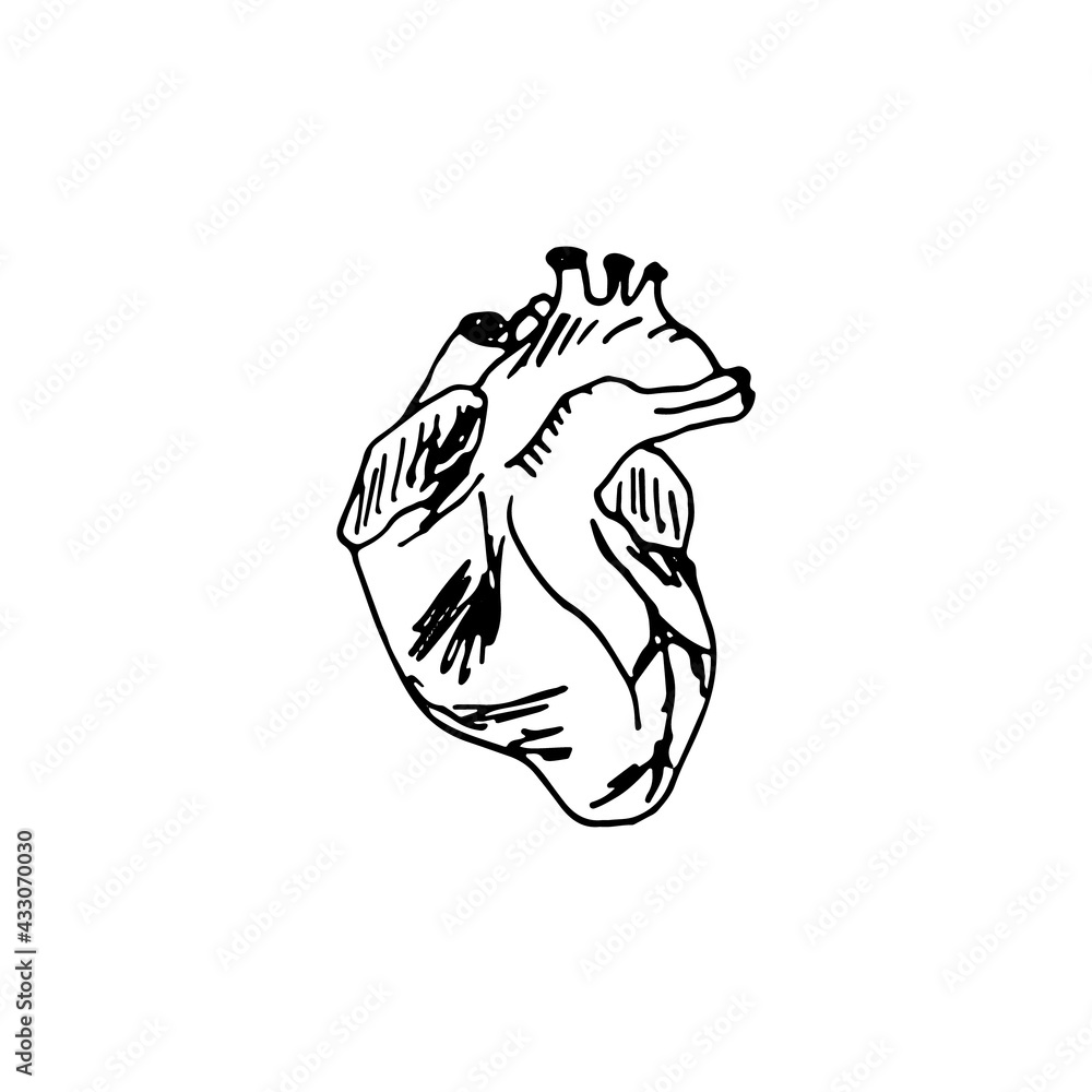Vector hand drawn illustration of human heart anatomy. Sketch. Vascular system medical illustration.