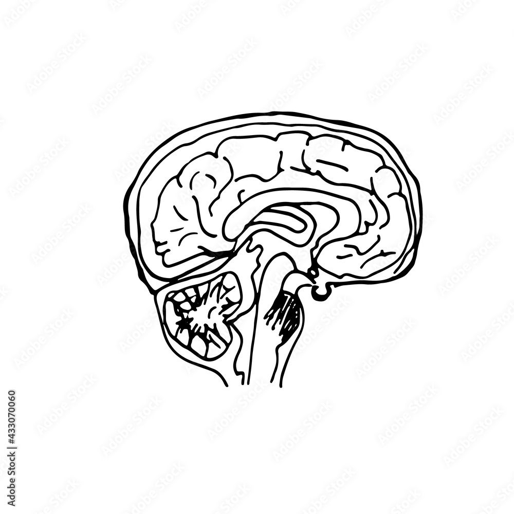 Obraz premium Vector hand drawn ilustration of a brain anatomy. Sketch. Medical illustration of a human nervous central system