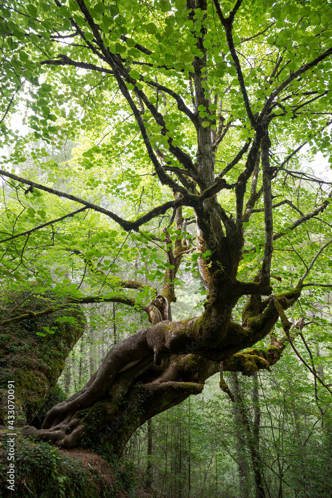 Majestic large-leaved lime, Tilia platyphyllos, in Beteta Gorge, province of Cuenca, Spain