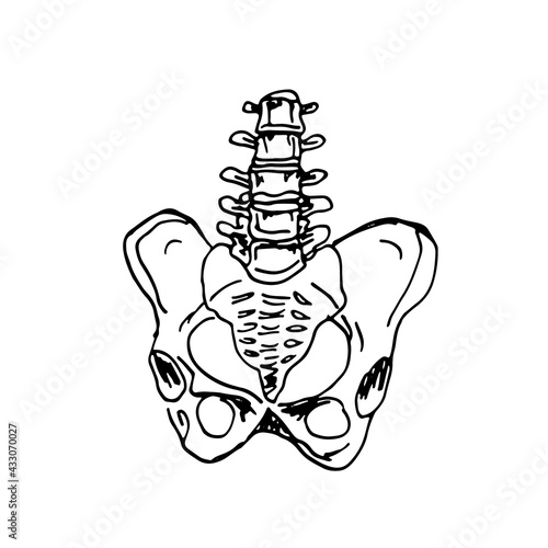 Vector hand drawn illustration of a human pelvis anatomy. Sketch. Medical illustration of a skeletal system