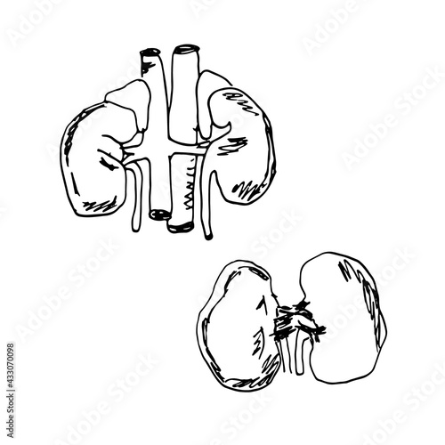 Vector hand drawn illustration of a kidneys anatomy with and without vessels. Sketch. Medical vector illustration of urinary system