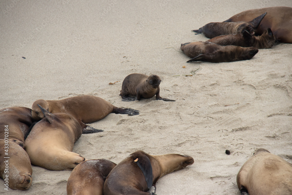 Fototapeta premium baby sea lion resting on the beach