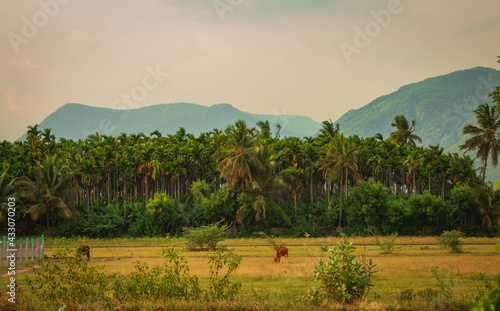 Photos View of areca palm tree plantation