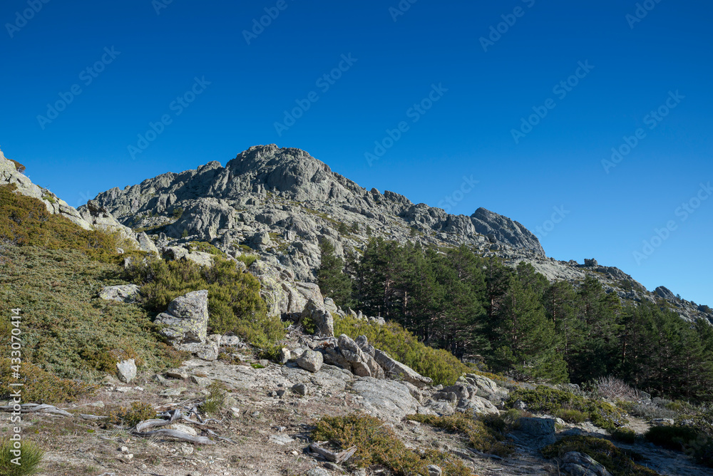 Forest of Scots pine tree, Pinus sylvestris, and high-mountain scrublands. Photo taken in Guadarrama Mountains National Park, province of Madrid, Spain
