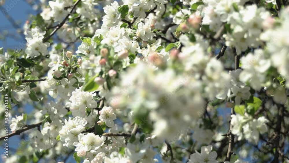 Spring apple flowers on apple branch trees blossom Spring apple flowers on apple branch trees blossom