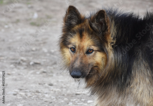 Fototapeta Naklejka Na Ścianę i Meble -  portrait of a wise wild stray shaggy dog piercingly peering right into the soul 
