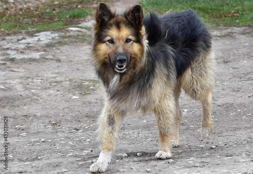 portrait of a wise wild stray shaggy dog piercingly peering right into the soul 