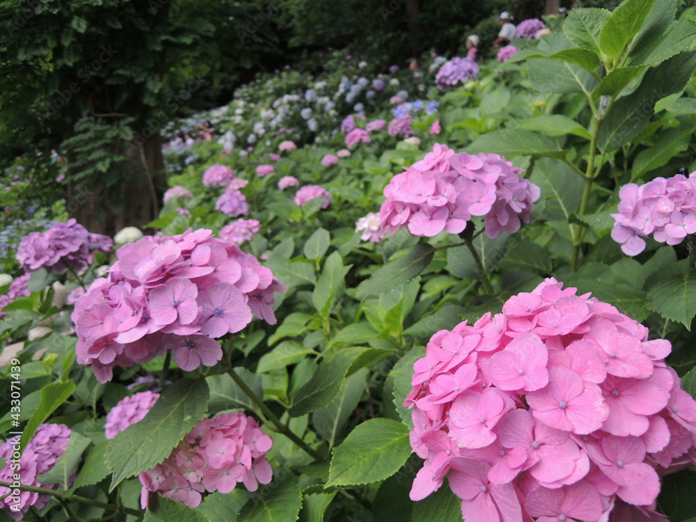 pink hydrangea flowers blooming	in the garden during rainy season
