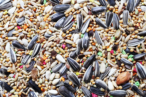 A mixture of grains for birds, food for parrots background